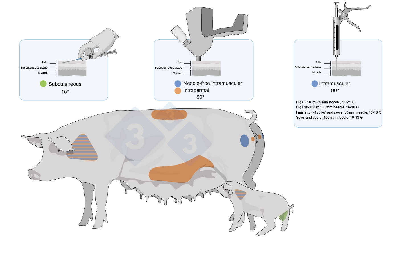 Vaccine application sites and types in pigs and piglets
